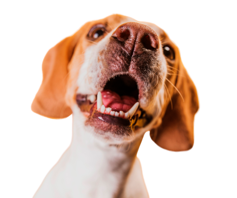 Gezonde blije hond dankzij compleet vers vlees hondenvoer van AHV Breda.