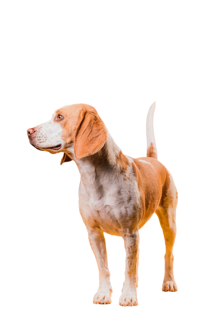 Blije hond bij verkooppunten van AHV Breda Blije gezonde hond bij verkooppunten van AHV Breda vers hondenvoer.